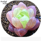 39usd hot Ngryise 20Pcs a set haworthia seed