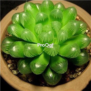39usd hot Ngryise 20Pcs a set haworthia seed