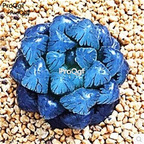 39usd sweet Ngryise 20Pcs a set haworthia seed