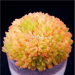 39usd sweet Ngryise 20Pcs a set haworthia seed