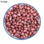 16usd Ngryise 500Pcs A Set  red Phaseolus vulgaris  seed