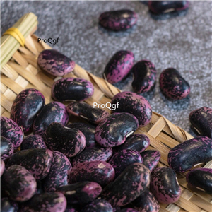 19usd ngryise 500pcs purple kidney bean seed