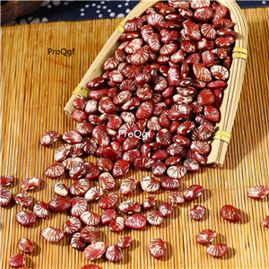 19usd ngryise 500pcs red Phaseolus coccineus seed