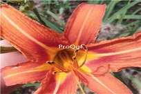 26usd Ngryise 10Pcs A Set Hemerocallis citrina root