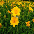 Ngryise 10Pcs A Set yellow Hemerocallis citrina  root