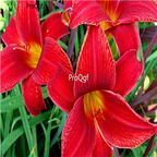 26usd Ngryise 10Pcs A Set dark red Hemerocallis citrina root