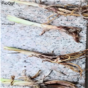 26usd Ngryise 10Pcs A Set dark red Hemerocallis citrina root