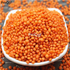 16usd Ngryise 1000Pcs A Set red small Lens culinaris seed