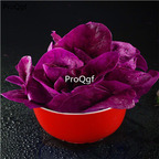 19usd ngryise 1000pcs Spinacia oleracea seed