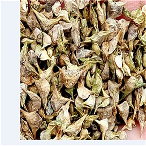 19usd ngryise 1000pcs Spinacia oleracea seed