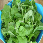 16usd Ngryise 5000Pcs A Set New Zealand spinach seed
