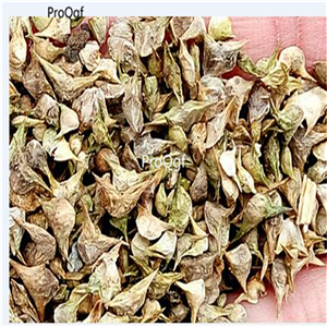 16usd Ngryise 5000Pcs A Set New Zealand spinach seed