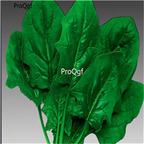 16usd Ngryise 5000Pcs A Set round leaf  Spinacia oleracea seed