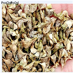 16usd Ngryise 5000Pcs A Set round leaf  Spinacia oleracea seed