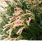 19usd ngryise 10pcs Cyrtanthus breviflorus root