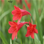19usd   Ngryise 10Pcs A Set   Cyrtanthus breviflorus root