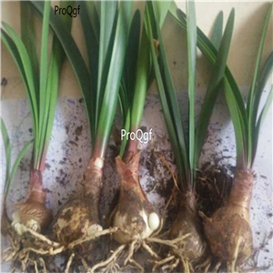 19usd   Ngryise 10Pcs A Set   Cyrtanthus breviflorus root