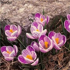 12usd Ngryise 20pcs a set Crocus sativus bulb