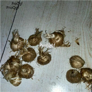 12usd Ngryise 20pcs a set Crocus sativus bulb