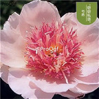 16usd ngryise 10pcs many color Paeonia lactiflora bulb