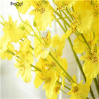 19usd ngryise 500pcs dancing lady orchid  seed