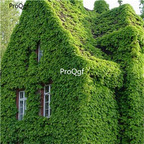 19usd Ngryise 2000Pcs A Set boston Ivy Vine  seed