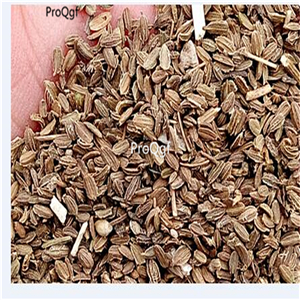 19usd Ngryise 3000Pcs A Set Red Samurai Daucus carota  seed