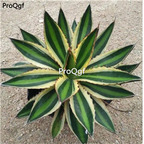 29usd ngryise 1pcs Agave lophantha  pectinata plant