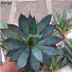 29usd Ngryise 1 Set  Agave longlei plant