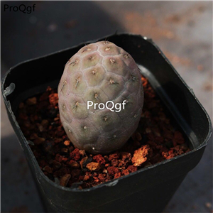 29usd Ngryise 2Pcs A Set Tephrocactusgeometricus plant