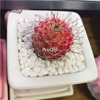 19usd Ngryise 2Pcs A Set hongnawan plant