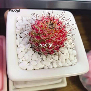 19usd Ngryise 2Pcs A Set hongnawan plant