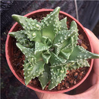 19usd Ngryise 2Pcs A Set Faucaria tuberculosa Rubra plant