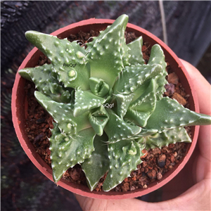 19usd Ngryise 2Pcs A Set Faucaria tuberculosa Rubra plant