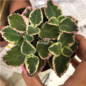 19usd ngryise 2pcs Plectranthus Cerveza Lime plant