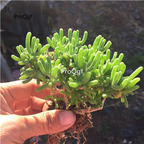 19usd ngryise 2pcs Dicrocaulon ramulosum plant