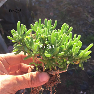 19usd ngryise 2pcs Dicrocaulon ramulosum plant