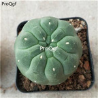 29usd ngryise 2pcs Matucana madisoniorum plant