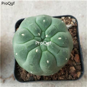 29usd ngryise 2pcs Matucana madisoniorum plant