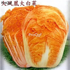 12usd Ngryise 500Pcs A Set Rare cabbage seed