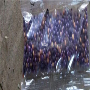 12usd Ngryise 500Pcs A Set Rare cabbage seed