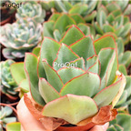 Ngryise 2Pcs A Set Echeveria subrigida plant