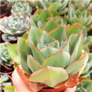 Ngryise 2Pcs A Set Echeveria subrigida plant