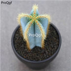 29usd ngryise 2pcs Cipocereus bradei plant