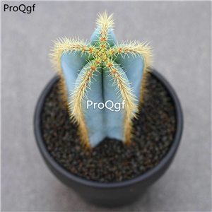 29usd ngryise 2pcs Cipocereus bradei plant