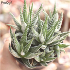 29usd ngryise 2pcs Haworthia fasciata yingye plant