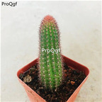 29usd ngryise 2pcs   Borzicactus aureispina plant