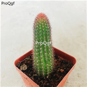 29usd ngryise 2pcs   Borzicactus aureispina plant
