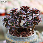 19usd ngryise 5pcs Echeveria Melaco plant