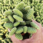 29usd ngryise 1pcs Opuntia microdasys plant